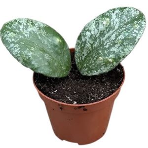 Koya Waymaniae Kapuas