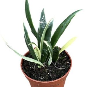 Hoya Tsangii Albomarginata