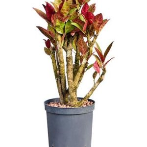 Croton  Variegatum 'petra