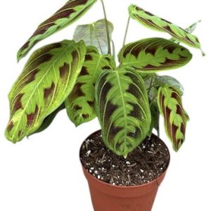 Maranta Noid