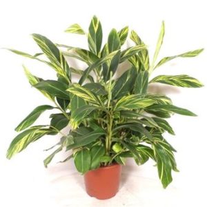 Alpinia Zerumbet Variegata