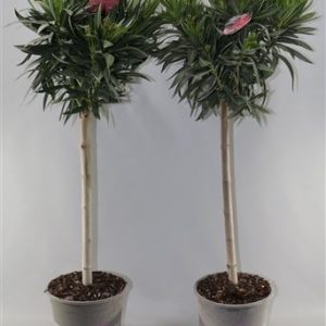 Nerium Oleander Mix On Stem Stem Mix 10+