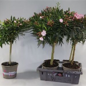 Nerium Oleander Single Mix On Stem 7+