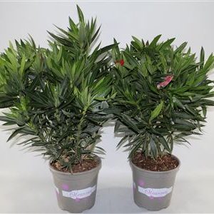 Nerium Oleander Mix Bush