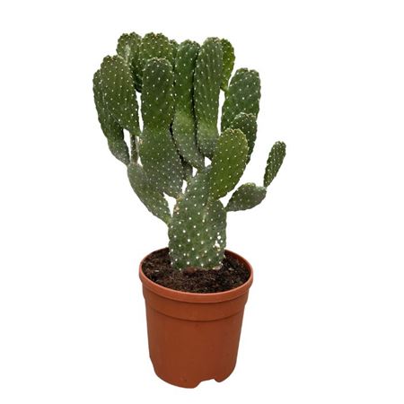 Opuntia Consolea