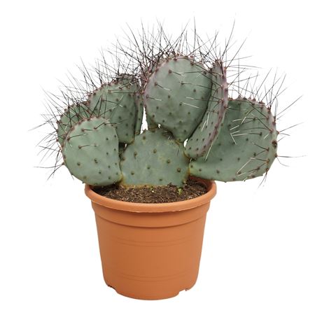 Opuntia Macrocentra 'negra'