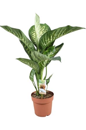 Dieffenbachia Tropic Snow