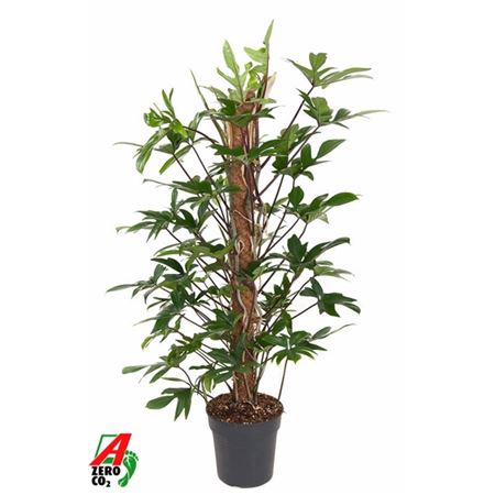 Philodendron Pedatum Mosspole