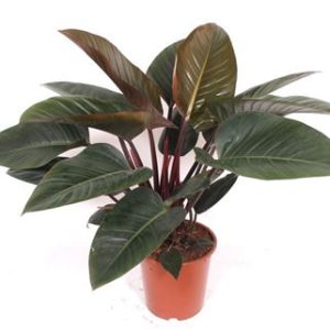 Philodendron Orange
