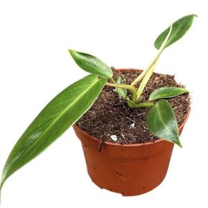 Philodendron Spiritus Sancti