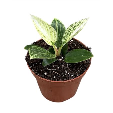 Philodendron Birkin Galaxy