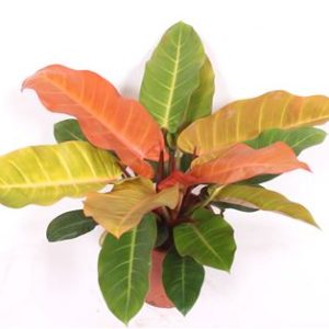 Philodendron Prince Orange
