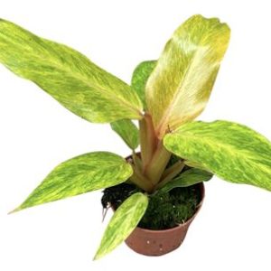 Philodendron Orange Marmelade