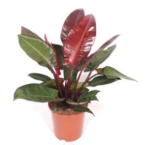 Philodendron Sun Red