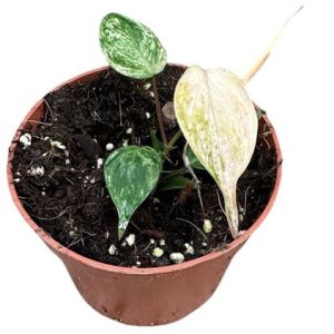 Philodendron Micans Marble Variegata