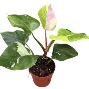 Philodendron Fresh Aurea Tricolor