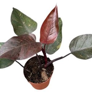 Philodendron Orange Princess