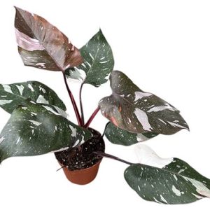 Philodendron Red Anderson Pink