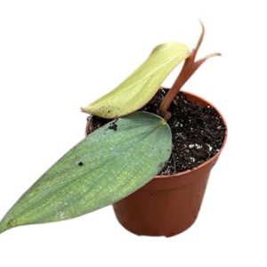 Philodendron Burle Marx Fantasy