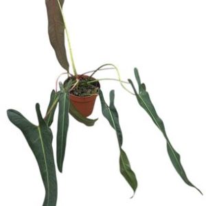 Philodendron Spiritus Sancti