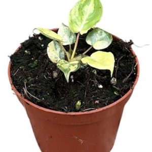 Philodendron Billietiae Variegata