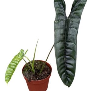 Philodendron Felix