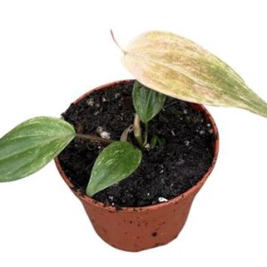 Philodendron Micans Marble Variegata