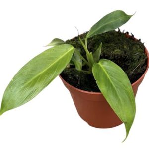 Philodendron Patriciae