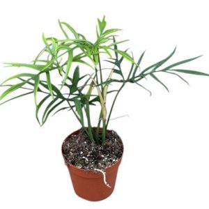 Philodendron Polypodiodes