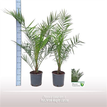 Phoenix Canariensis