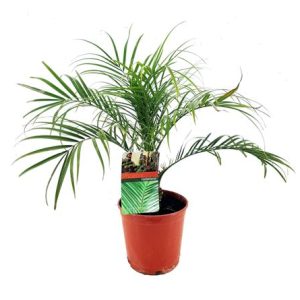 Archontophoenix Alexander