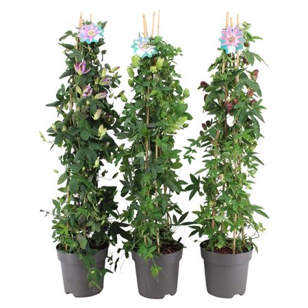 Passiflora Pyramid Mix