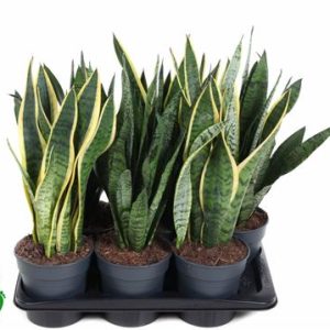 Sansevieria Mix
