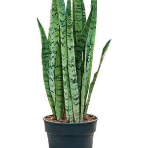 Sansevieria Trifasciata Silver Mist