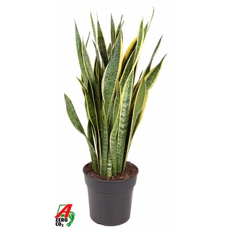 Sansevieria Laurentii