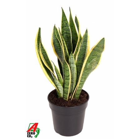 Sansevieria Laurentii