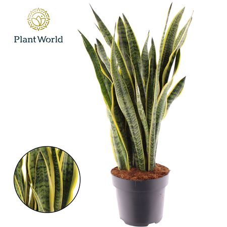 Sansevieria Laurentii (decorum)