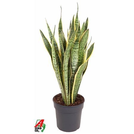 Sansevieria Laurentii