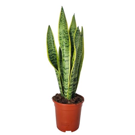 Sansevieria Laurentii