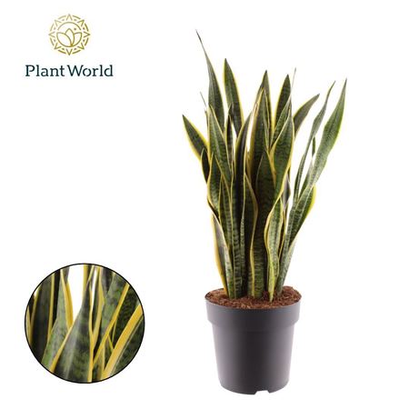 Sansevieria Laurentii (dec)