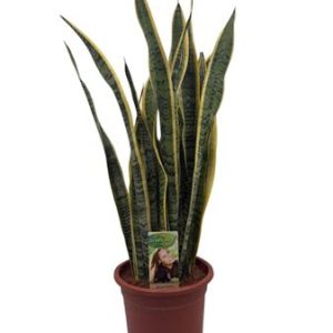 Sansevieria Laurentii