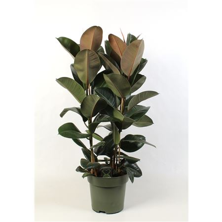 Ficus El Robusta 3pp