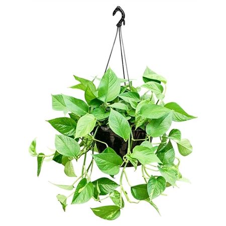 Epipremnum Aureum Hanging