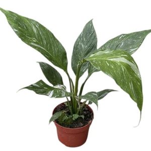 Spathiphyllum Diamond