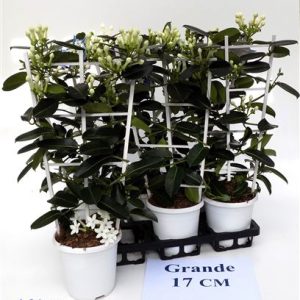 Stephanotis Grande 4-6