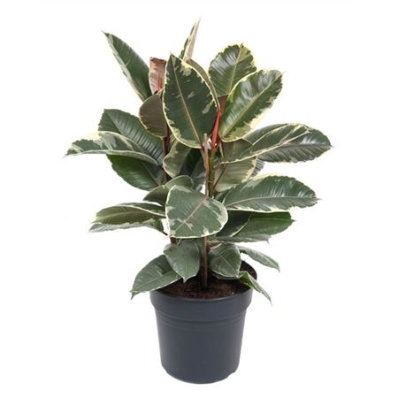 Ficus El Tineke 3pp