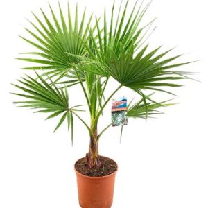 Washingtonia Robusta