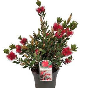 Callistemon Laevis Bush