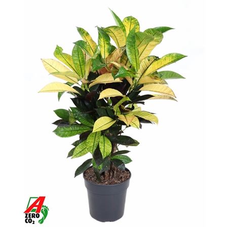 Codiaeum Mrs Iceton Branched