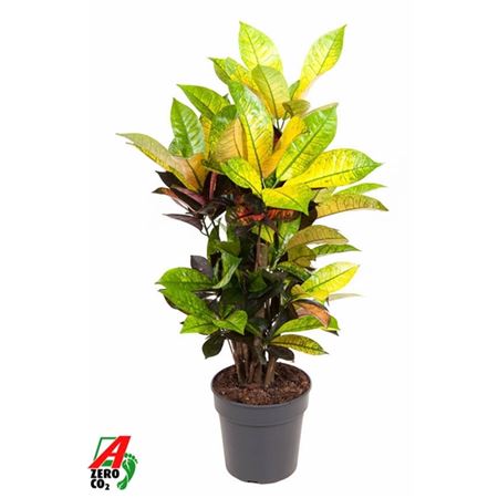 Codiaeum Mrs Iceton Branched